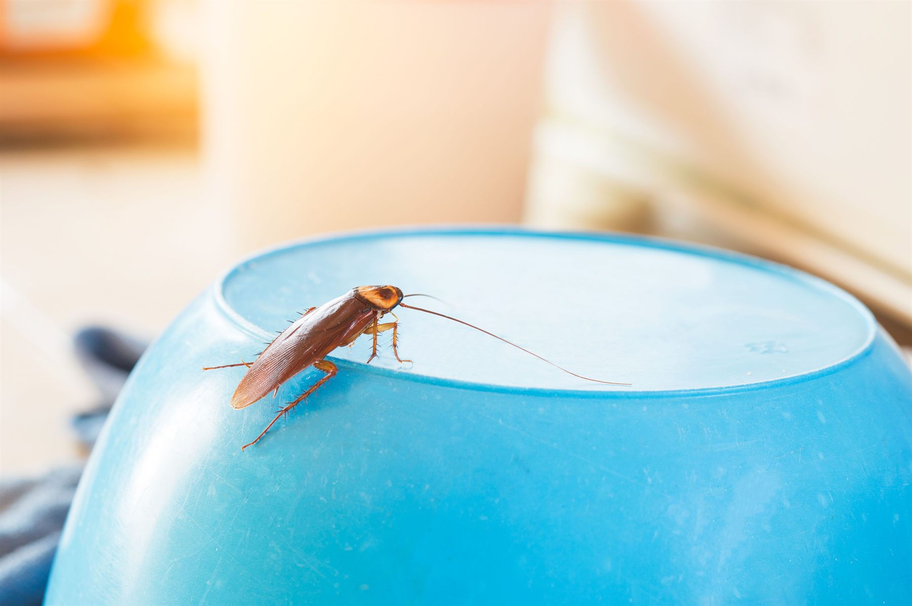 Cafard visible sur une surface bleue