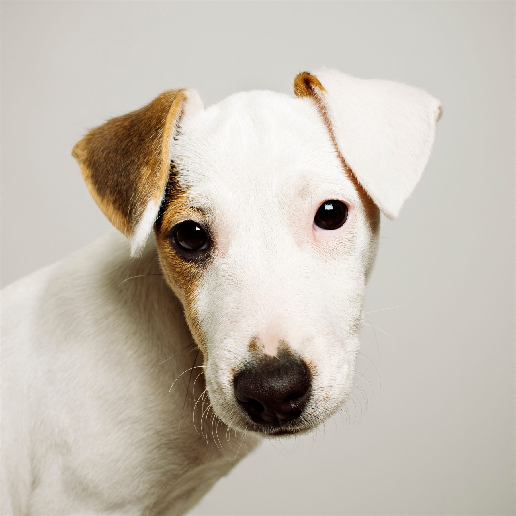 Chien observant l'objectif
