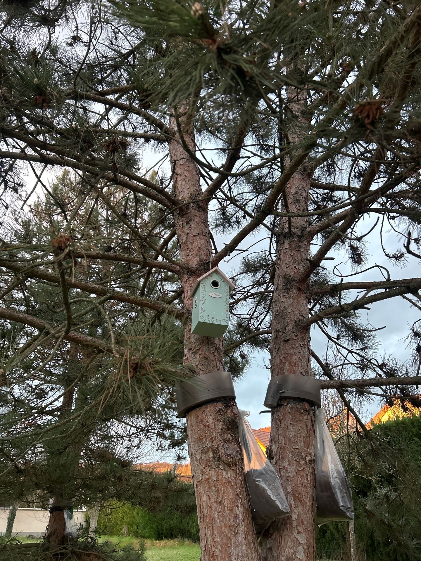Dispositif de piège installé sur un arbre contre les chenilles processionnaires