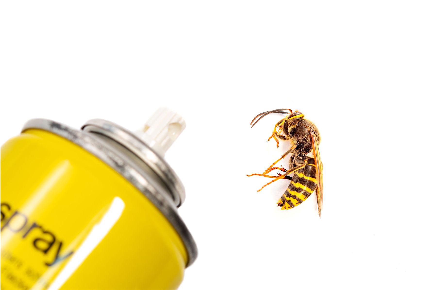Aérosol insecticide avec frelon en vol