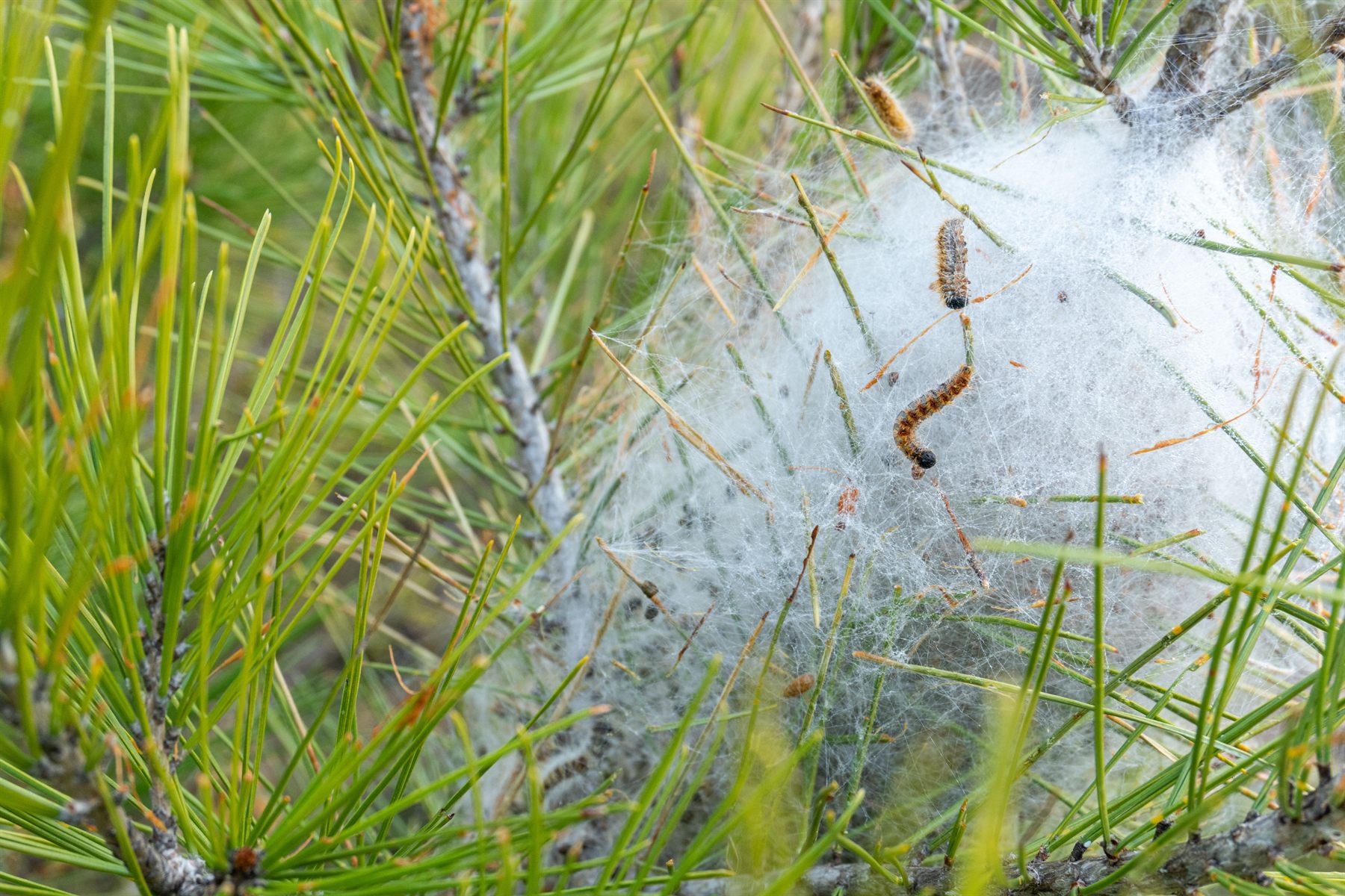 Nid de chenilles processionnaires dans des branches