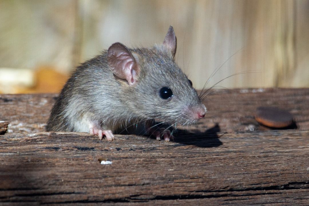 Rat sur une surface en bois
