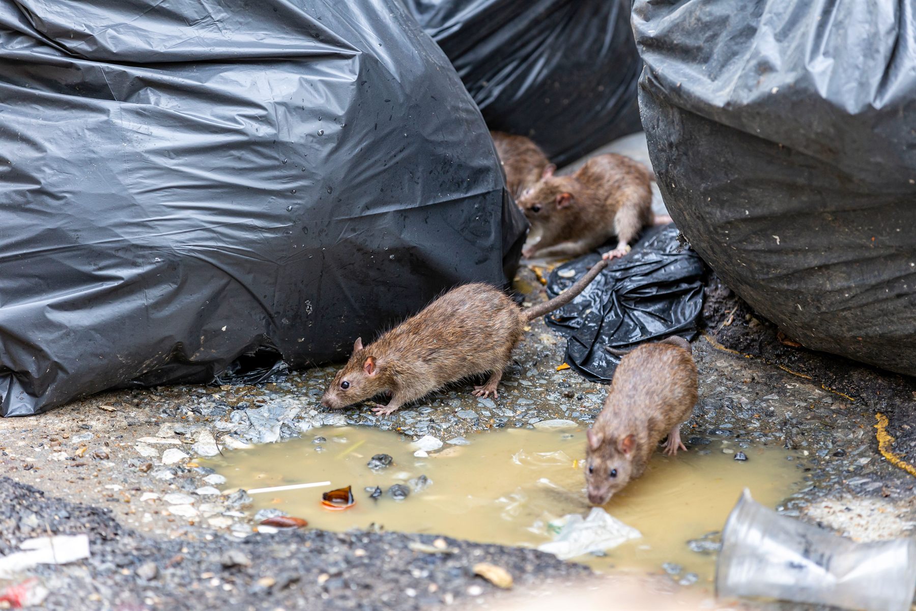 Rats visibles près de sacs poubelles